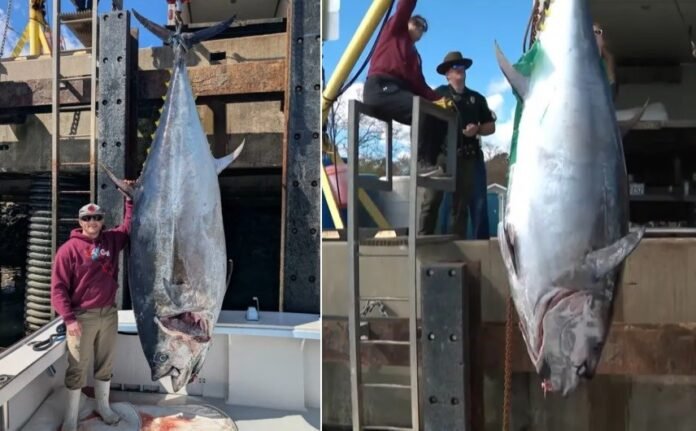 blog-tuna.jpg