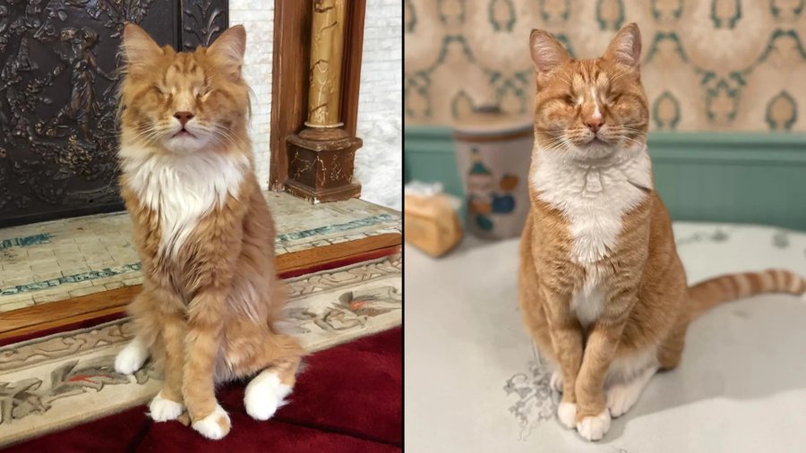gary-and-shaggy-cats-marfan-syndrome.webp.jpeg