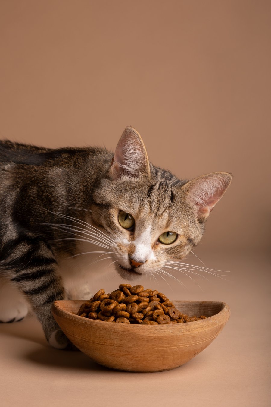 gato-1-.jpg