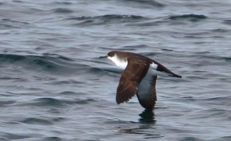 puffinus-puffinus-iceland-flying-6.jpg